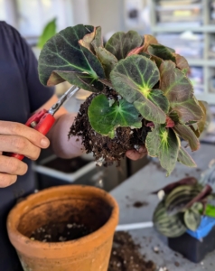 Next, Ryan tends to this Begonia subacida and trims any broken leaves. He saves all the trimmed stem cuttings, so he can propagate them later.