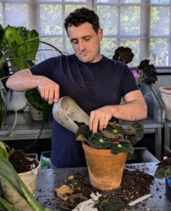 Then Ryan places the Begonia in the center of the pot and backfills to just under the rim.