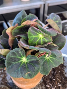 This Begonia subacida has kidney-shaped, fluffy hairy leaves with a striking, bluish green color and light, yellow-green leaf veins. The leaves are also slightly thickened and velvety to the touch.