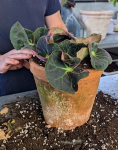 Though different types of plants have varying preferences in terms of pot size and needed root space, most grow well when pots are at least two-inches larger in diameter than the plant’s original pot.