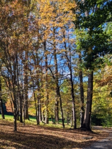 While we're all enjoying the splendid colors of the falling leaves, I hope you also have time to stop and appreciate all the fruits nature has to offer this time of year.