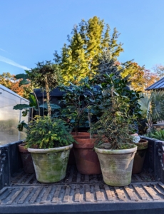 Before storing anything, all the plants are brought to their designated greenhouse and placed outside, so each one can be inspected, and trimmed or repotted if necessary. Then, by size each one is carried into the structure where they will stay for about seven months.