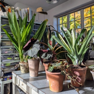 Now these plants are ready to go out into the greenhouse, where the temperature and humidity levels can be properly controlled and these gorgeous specimens can thrive.