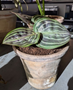 Among the other plants just potted up - Geogenanthus poeppigii, a rare plant from South America. The glossy leaves are ribbed and show a pattern of dark and lighter colored stripes. This plant prefers low light conditions, high humidity, and frequent watering.