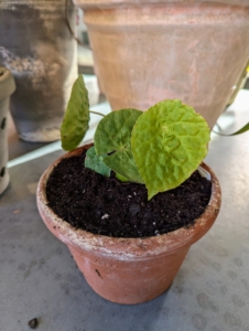 Begonia phuthoensis is a rhizomatous species from Vietnam with unique round leaves in light green.