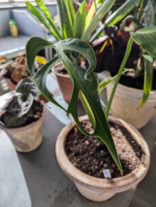 Monstera Burle Marx Flame is a very rare and uncommon species that produces extremely unique foliage that resembles the flame of a torch. Look closely at the leaves - they have narrow evenly spaced fenestrations, or leaf openings.