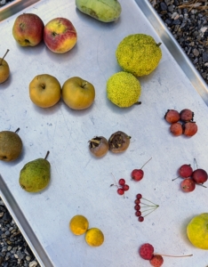 This time of year, there are always so many different types of fruit growing here at the farm. Some of the ones collected include: apples, pears, pawpaws, quince, persimmons, trifoliate oranges, osage oranges, crabapples, koussa berries, and medlars.