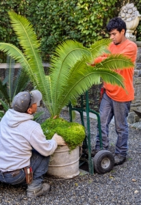 Phurba and Jose start by moving the plants in the gravel courtyard behind my Winter House kitchen. This project of moving the plants is a big undertaking and takes several days to complete.