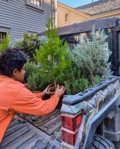 Jose also removes the smaller potted plants and places them in the back of the Polaris. It is a rush to get everything moved before it gets too cold.