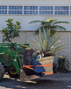 I have many agaves, including this giant blue agave with its beautiful gray-blue spiky fleshy leaves. Do you know… tequila is actually distilled from the sap of the blue agave?