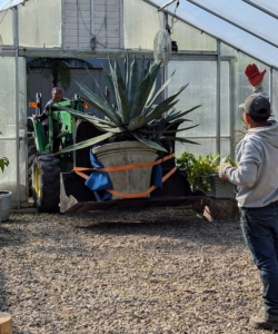 Phurba helps Pete guide the tractor into the hoop house. He drives it in as close as possible with the tractor and then the plant is removed by hand and positioned.