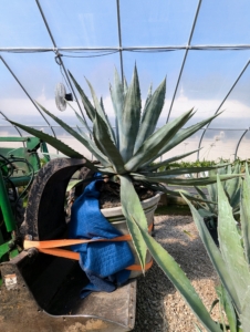 These agaves also have sharp spines, so it is important to place them strategically.