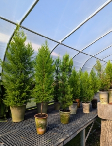 Tables on both sides of this hoop house are used to store smaller potted specimens, such as this collection of potted lemon cypress, Cupressus macrocarpa.