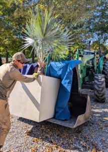 Pasang carefully guides a potted Bismarkia palm as it is moved in next. Bismarckia nobilis grows from a solitary trunk, gray to tan in color, and slightly bulging at the base.