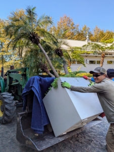 And then a pygmy date palm, Phoenix roebelenii is moved in. This is a species of date palm native to southeastern Asia, from southwestern China, northern Laos and northern Vietnam.