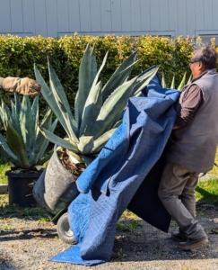 Smaller potted plants are also wheeled in by hand cart.