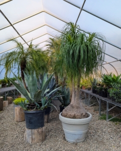 These plants grow a little more each year, so the placement of these specimens will change every time they are stored.