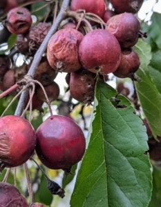 These are also crabapple berries still hanging off the branches. While related to regular apples, crabapples are smaller in comparison and much more tart than regular apples.