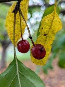 Crabapple fruit can vary in size from a quarter-inch to two inches in diameter.