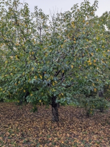 And different crabapples are on the trees outside my stable.