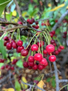 ... looking closely, one can see the Sargent crabapple berries. The Sargent crabapple, Malus sargentii, is a dwarf fragrant, showy shrub with bright red berries. While these fruits are edible, they are also quite tart and are generally not consumed raw.