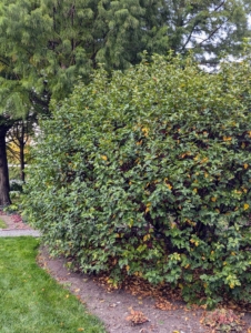 This is one of the four Sargent crabapple trees outside my Tenant House and studio. Its fall color is usually green to chartreuse before the leaves drop, but...