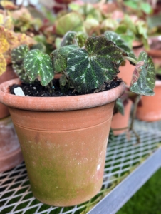 Here is a newly potted Begonia pustulata - a rhizomatous species from Mexico with a distinctively textured leaf and silver markings.