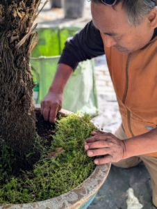 Before any container plant is stored, I always remind the crew that it should be weeded and properly groomed.