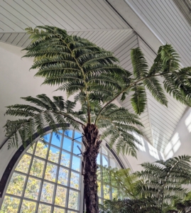 Tree fern fronds are often very large. Some of them can reach nine to 13 feet in length. The fronds are thickly textured and range in color from gray-green to blue.