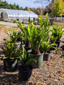 Meanwhile, another team is repotting the bird’s nest ferns, Asplenium nidus, outside what I call the tropical hoop house. Some of these have outgrown their pots, or they were in decorative pots that needed to cleaned and stored.