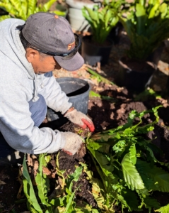 Phurba removes the plant from its old pot. Repotting is a good time to also check any plant for damaged, unwanted or rotting leaves as well as any pests that may be hiding in the soil.