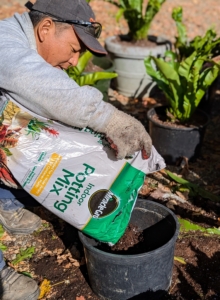 The selected new pot is filled about two thirds of the way with potting soil. We're using Miracle-Gro Indoor Potting Mix, specifically formulated for container plants.