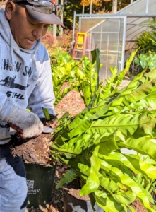 He trims necessary bottom leaves and then gives the root ball some beneficial scarifying cuts. Asplenium nidus forms large simple fronds growing up to 20 to 59 inches long. They are light green, often crinkled, with a black midrib.