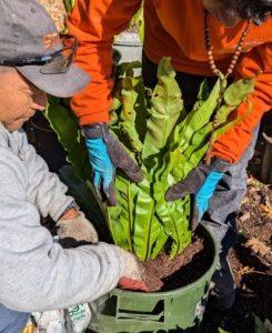 Phurba fills in the pot with more soil, but he never overfills – only place potting mix until the bottom of the pot’s rim, so the soil does not spill out when it is watered. This also makes it much easier to lift and carry.