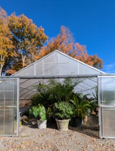 This tropical house is full, but none of the plants are touching, and there is just enough room for me to walk in and around the entire structure. All the greenhouses are checked a couple times each day to make sure the temperature remains comfortably warm inside. Too cold, plants will freeze – too hot, plants will rot. To simulate the best subtropical environment, we try to keep the temperature in this greenhouse between 50 and 85-degrees Fahrenheit with some humidity. They'll continue to thrive here until they are brought outdoors again in spring. Are your plants inside?