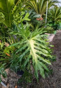 The foliage of philodendrons is usually green but may be coppery, red, or purplish with parallel leaf veins that are green or sometimes red or white. Shape, size, and texture of the leaves vary considerably, depending on species and maturity of the plant. I have many philodendrons that are growing so well here at my farm.