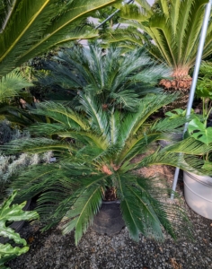 This is one of my many sago palms, Cycas revoluta. Sago is a popular plant known for its feathery foliage and ease of care. This very symmetrical plant supports a crown of shiny, dark green leaves on a thick shaggy trunk that is typically about seven to eight inches in diameter, sometimes wider.