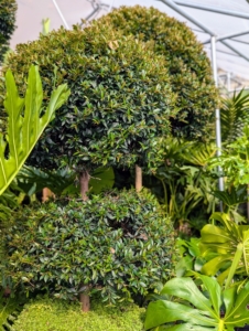 These are Australian Brush Cherry trees, Eugenia myrtifolia, also now known as Syzygium paniculatum. The Brush Cherry is an evergreen tree or shrub with shiny dark green leaves native to Australia and New Zealand. I usually display these topiaries in the courtyard behind my Winter House kitchen during summer.