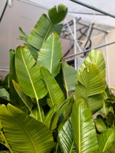 Another plant in my tropical greenhouse is Bird of Paradise, Strelitzia nicolai - a species of evergreen tropical herbaceous plant with gray-green leaves that grow up to 18-inches long out of a main crown in a clump. The leaves are paddle shaped, similar to banana plant leaves, and attached to a long, upright stalk.