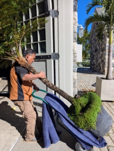 Many of the plants can be transported by hand truck. Pete carefully wheels in another smallish tree fern. Tree ferns are arborescent ferns that grow with a trunk elevating the fronds above ground level, making them trees.