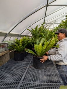 As they are repotted, Phurba places them on a shelf in the hoop house where they will remain for the next seven months.