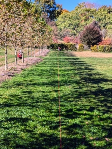 I wanted these boxwood shrubs to be placed in a row east to west in this maze next to my tall London plane trees. Pete measures and runs the bright landscape twine across the field.