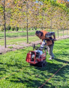 Next, Pete cuts the sod with our Classen Pro HSC18 sod cutter. He goes up and down twice to cut the sod in two long strips.