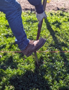 Alex cuts the sod in sections, so it is easier to pick up.