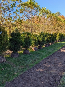 Meanwhile, the boxwood is lined up next to the bed where it will be planted.