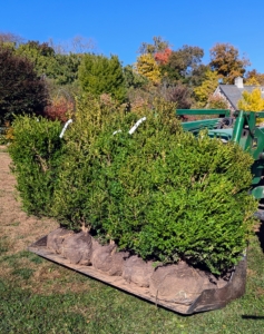 Meanwhile, Pete transports small groups of boxwood to the planting area.