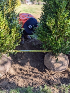 José measures the space between each boxwood - not once, but twice. It should be three feet from center stem to center stem.