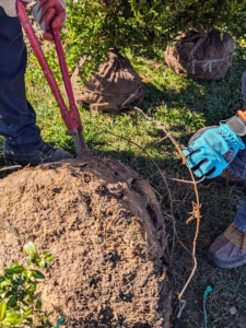 The wire caging, plastic, and burlap are removed from each root ball as it is placed into the trench.