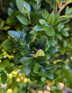 Buxus is a genus of at least 70-species in the family Buxaceae. 'Green Mountain' boxwood is a woody, broadleaf, evergreen shrub with bright green foliage that retains good color throughout winter.