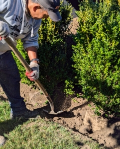 The shrubs are then backfilled. A good tip is to “plant bare to the flare,” meaning do not bury above the flare, where the first main roots attach to the main stem or trunk. The roots need oxygen to grow. By placing the root flare at or slightly above ground level when planting gives the shrub the best chance for survival, growth, and development.